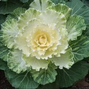 1 Pot Ornamental Cabbages (White) Plant Live for Planting 3-6"Tall Hardy UK Autumn & Winter Decorative Shrubs For The Garden (No Ship CA)