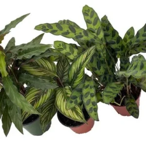 Calathea Assortment - 3 Live Indoor Plants in 4
