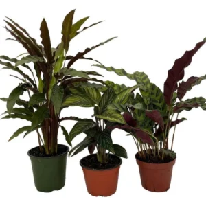 Calathea Assortment - 3 Live Indoor Plants in 4