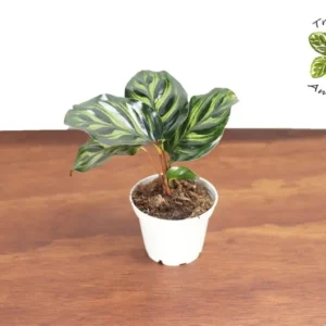 Calathea Peacock Makoyana Plant - 2 Inch Potted Tropical Houseplant