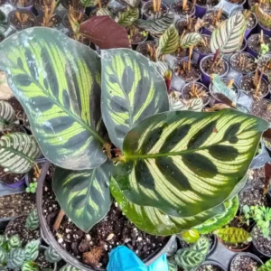 Calathea Peacock Plant - 4" Pot - Pet Safe - USA Seller