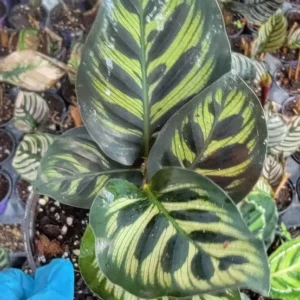 Calathea Peacock Plant - 4" Pot - Pet Safe - USA Seller