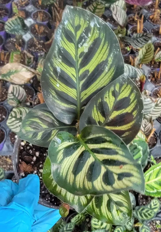 Calathea Peacock Plant - 4" Pot - Pet Safe - USA Seller