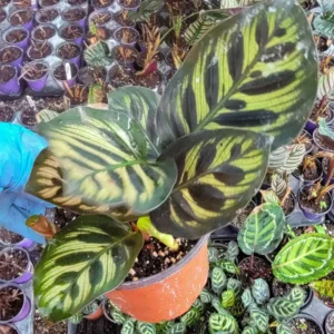 Calathea Peacock Plant - 4