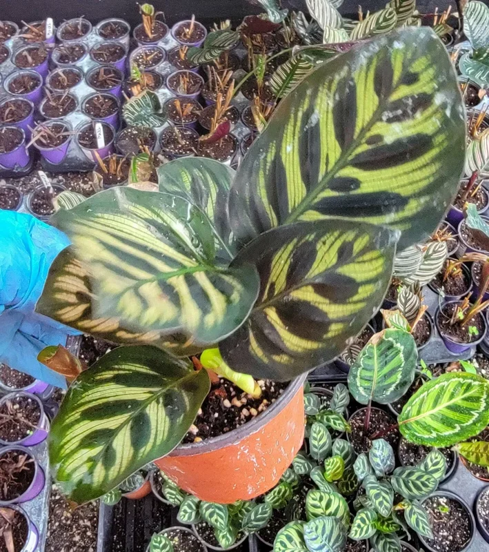 Calathea Peacock Plant - 4" Pot - Pet Safe - USA Seller