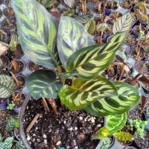 Calathea Peacock Plant - 4
