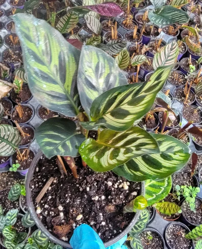 Calathea Peacock Plant - 4" Pot - Pet Safe - USA Seller