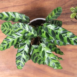 Calathea Rattlesnake Lancifolia Plant - 4 Inch Potted Indoor Plant