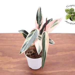 Calathea Triostar Plant - 4 Inch Potted Indoor Plant