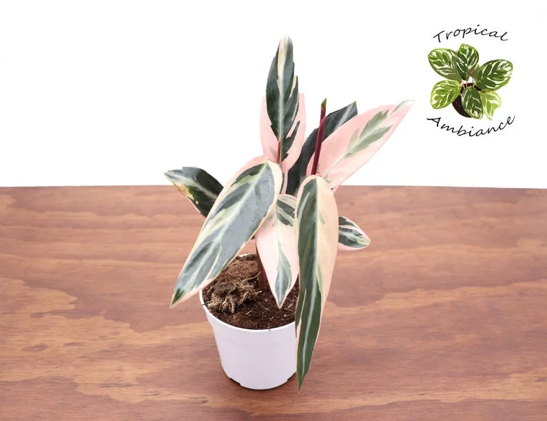 Calathea Triostar Plant - 4 Inch Potted Indoor Plant