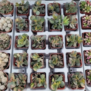 Calico Hearts Succulent - Adromischus triflorus - 2in Pot - Rare Variety