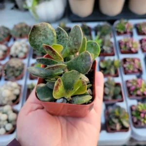 Calico Hearts Succulent - Adromischus triflorus - 2in Pot - Rare Variety