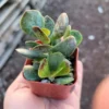 Calico Hearts Succulent - Adromischus triflorus - 2in Pot - Rare Variety