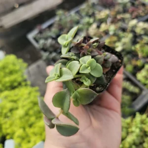 Calico Kitten Crassula - Trailing Succulent - 2in Pot - Vibrant Foliage