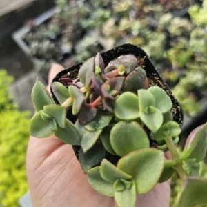 Calico Kitten Crassula - Trailing Succulent - 2in Pot - Vibrant Foliage