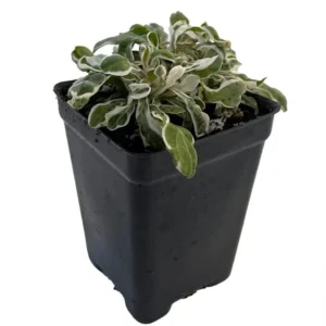 Calico Snow Queen Plant Alternanthera ficoidea 2.5