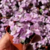 Callisia Repens Pink Lady Plant - 2" Cute Potted Pink Panther Turtle Vine