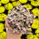 Callisia Repens Pink Lady Plant - 2" Cute Potted Pink Panther Turtle Vine