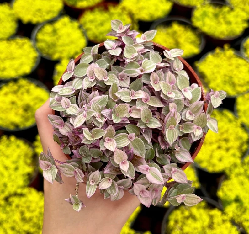 Callisia Repens Pink Lady Plant - 2" Cute Potted Pink Panther Turtle Vine