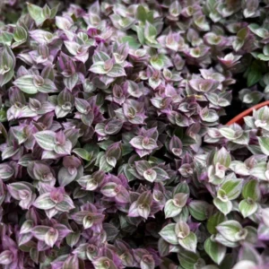 Callisia Repens Pink Lady Plant - 2