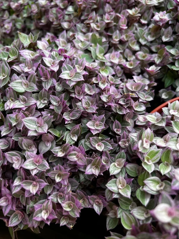 Callisia Repens Pink Lady Plant - 2" Cute Potted Pink Panther Turtle Vine