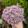 Callisia Repens Pink Lady Plant - 2" Cute Potted Pink Panther Turtle Vine