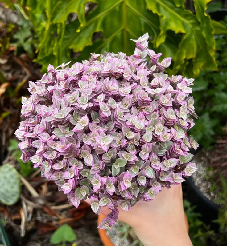 Callisia Repens Pink Lady Plant - 2" Cute Potted Pink Panther Turtle Vine