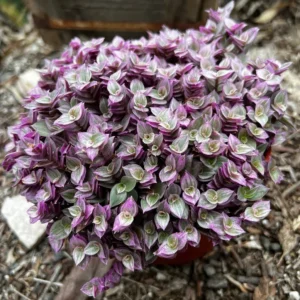 Callisia Repens Pink Lady Plant - 2