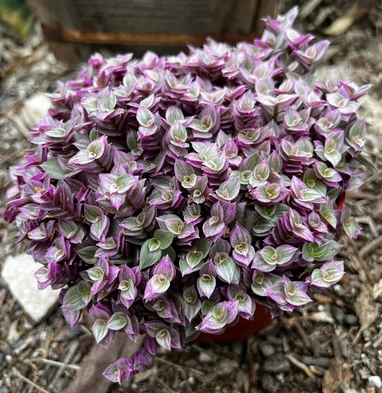 Callisia Repens Pink Lady Plant - 2" Cute Potted Pink Panther Turtle Vine