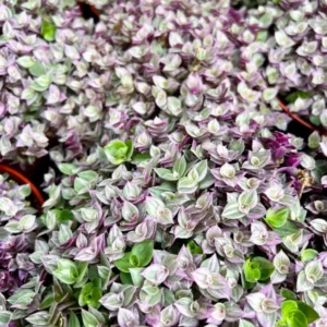 Callisia Repens Pink Lady Plant - 2