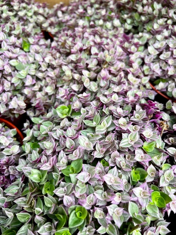 Callisia Repens Pink Lady Plant - 2" Cute Potted Pink Panther Turtle Vine