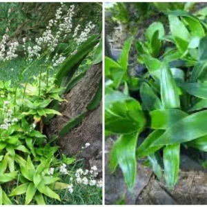 Callisia fragrans Live Plant Cutting 10
