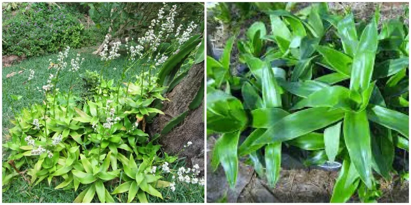 Callisia fragrans Live Plant Cutting 10" Tall Perennial Tropical Plant