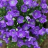 Campanula Carpatica Blue Clips - Perennial Starter Plant - 2.5 Inch Pot