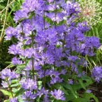 Campanula Glomerata Freya - Perennial Starter Plant - Lavender Flowers