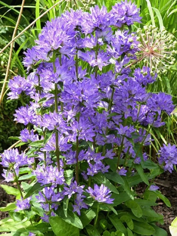 Campanula Glomerata Freya - Perennial Starter Plant - Lavender Flowers
