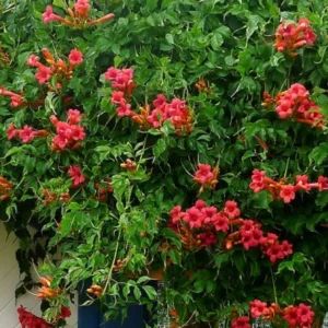 Campsis Radicans Flamenco - Trumpet Creeper Vine - Starter Plant