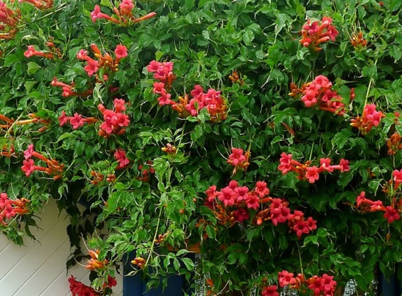 Campsis Radicans Flamenco - Trumpet Creeper Vine - Starter Plant