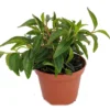 Canoe Bush Peperomia Indoor Plant – 2.5 Inch Pot, Easy-Care Houseplant