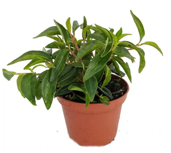Canoe Bush Peperomia Indoor Plant – 2.5 Inch Pot, Easy-Care Houseplant