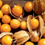 Cape Gooseberries Live Plant - 4 Inch Pot - Planting Ready - 8-10" Tall