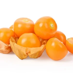 Cape Gooseberries Live Plant - 4 Inch Pot - Planting Ready - 8-10" Tall