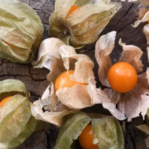 Cape Gooseberries Live Plant - 4 Inch Pot - Planting Ready - 8-10