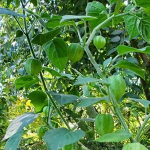 Cape Gooseberries Live Plant - 4 Inch Pot - Planting Ready - 8-10