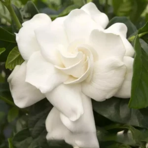Cape Jasmine Plant - Gardenia Shrubs - 8-12 Inch Tall - White Flowers - Half Gallon Pot