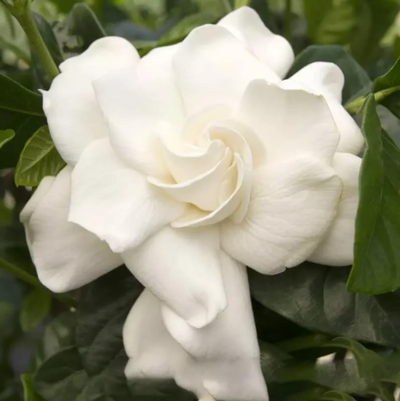 Cape Jasmine Plant - Gardenia Shrubs - 8-12 Inch Tall - White Flowers - Half Gallon Pot