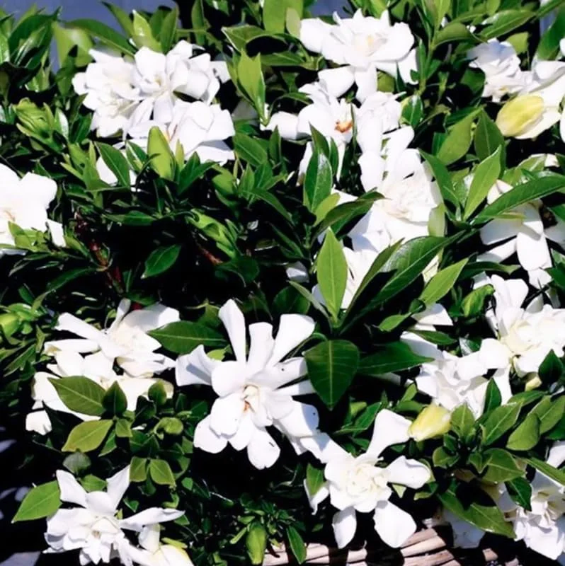 Cape Jasmine Plant - Gardenia Shrubs - 8-12 Inch Tall - White Flowers - Half Gallon Pot