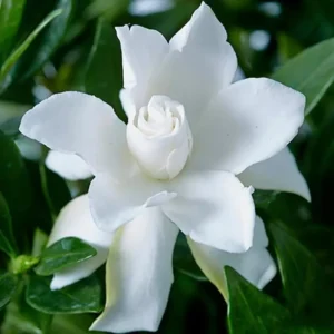 Cape Jasmine Plant - Gardenia Shrubs - 8-12 Inch Tall - White Flowers - Half Gallon Pot