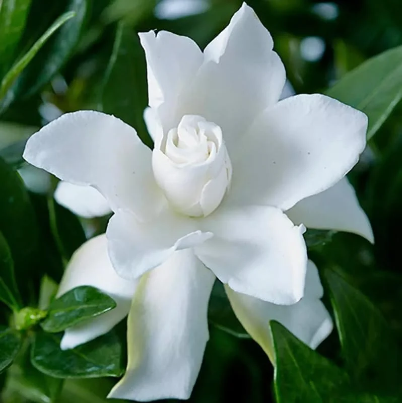 Cape Jasmine Plant - Gardenia Shrubs - 8-12 Inch Tall - White Flowers - Half Gallon Pot