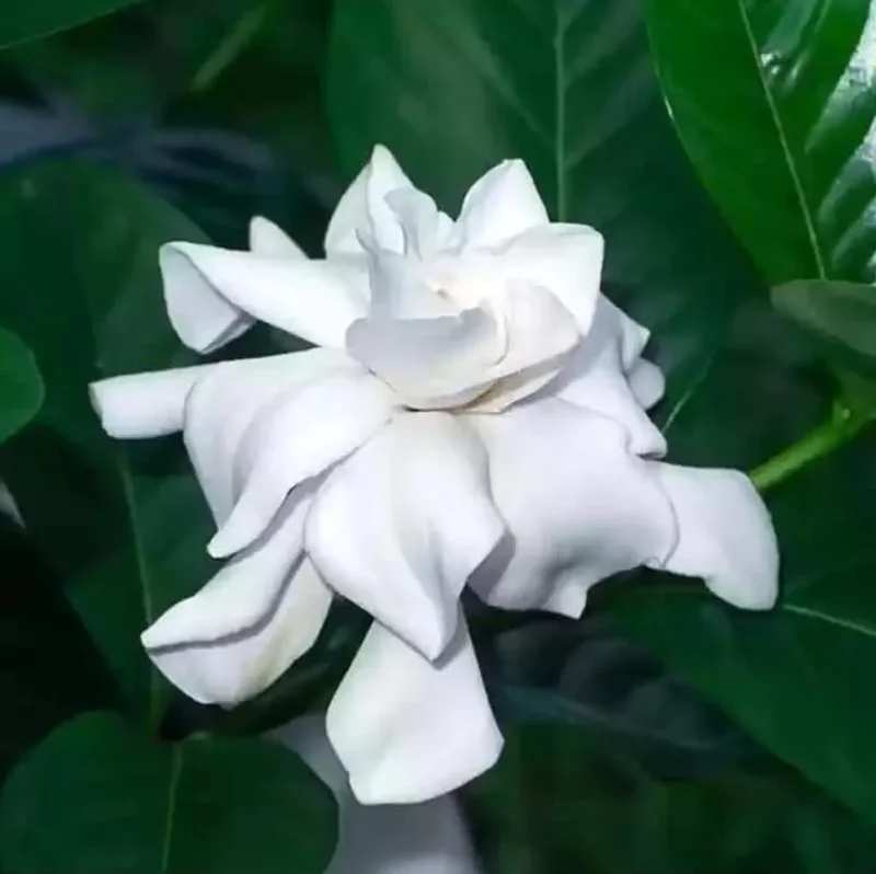Cape Jasmine Plant - Gardenia Shrubs - 8-12 Inch Tall - White Flowers - Half Gallon Pot
